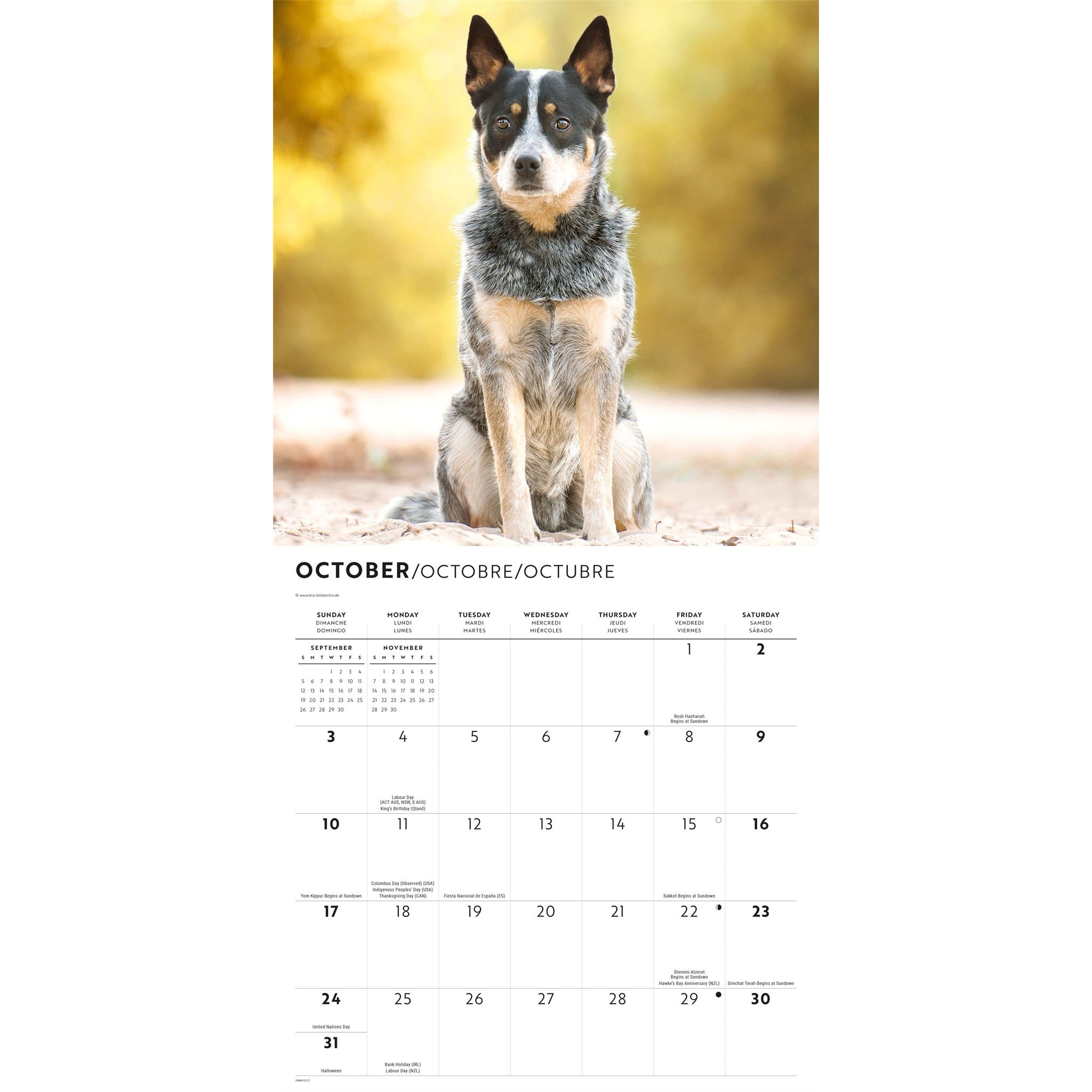 Calendrier mural 2027 Chien de bouvier australien