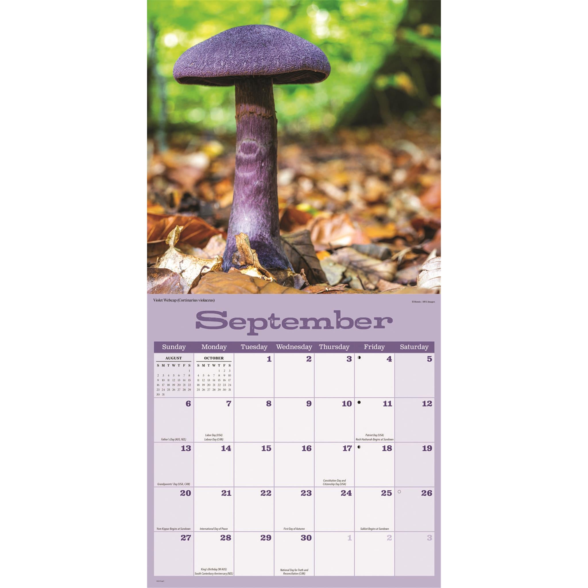 Mushrooms 2026 Wall Calendar
