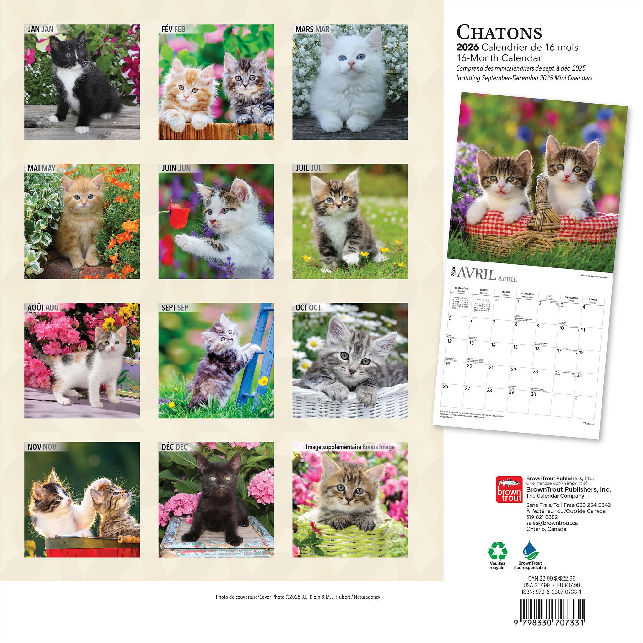 Calendrier mural Chatons 2026 (français)