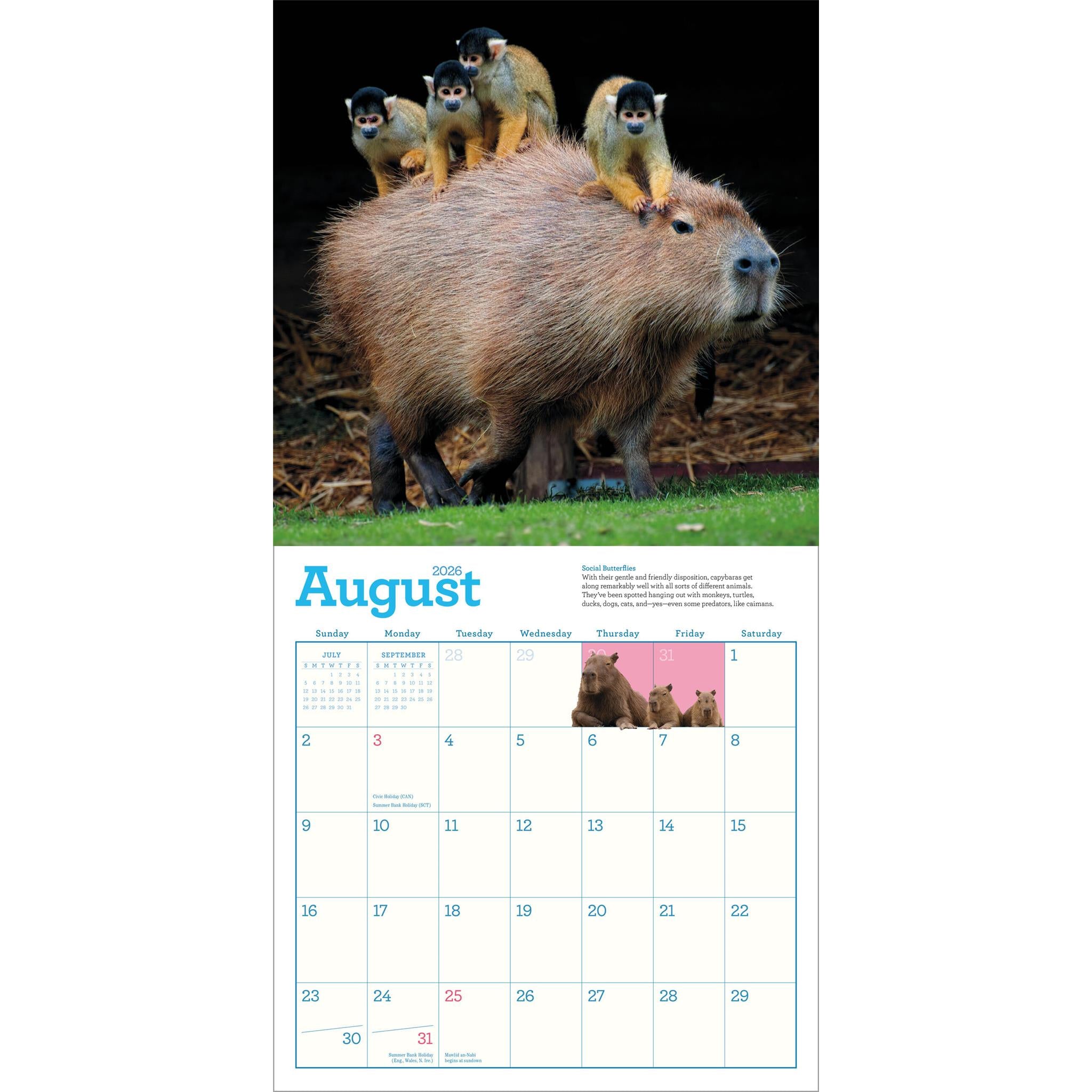 Calendrier mural Capybara 2026