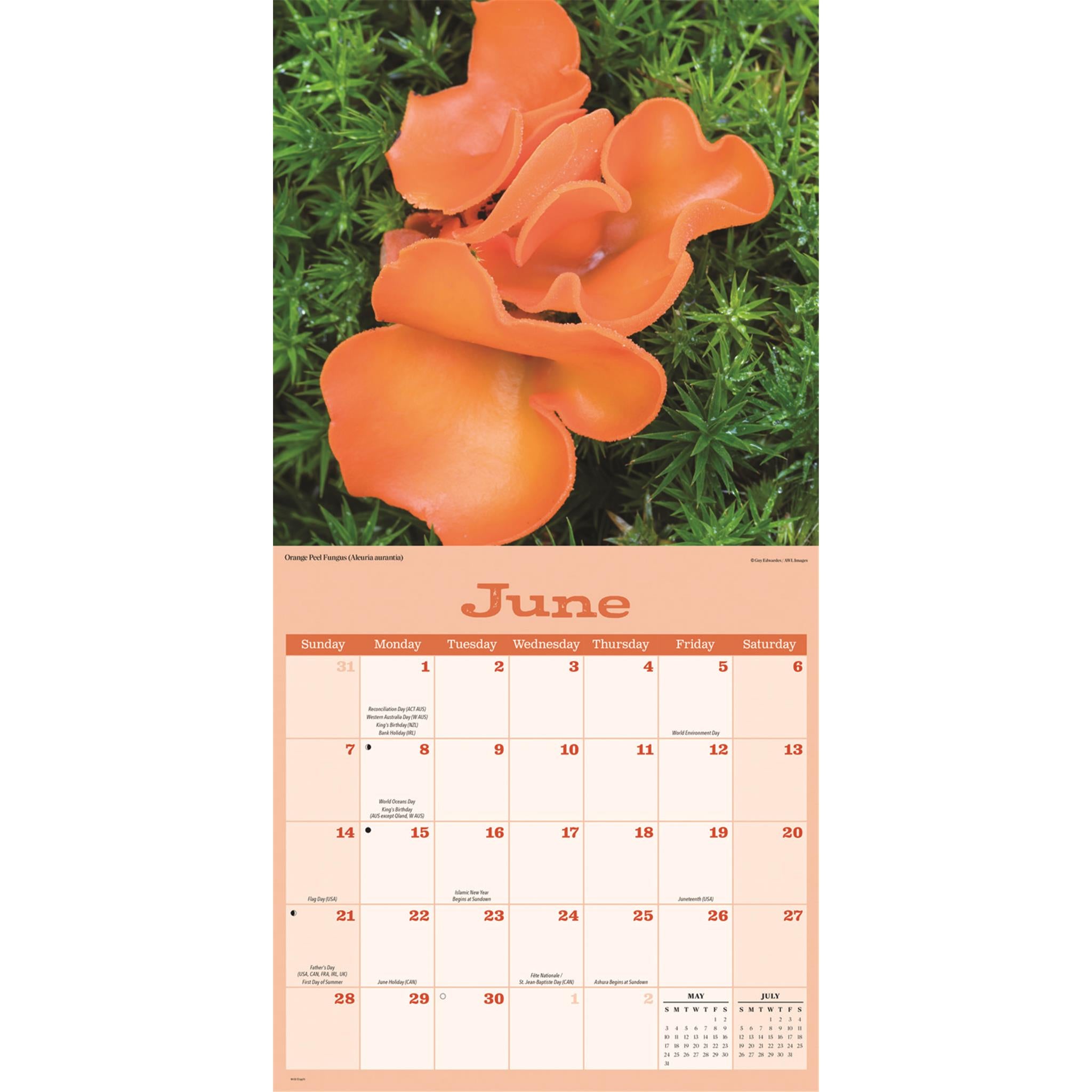 Mushrooms 2026 Wall Calendar