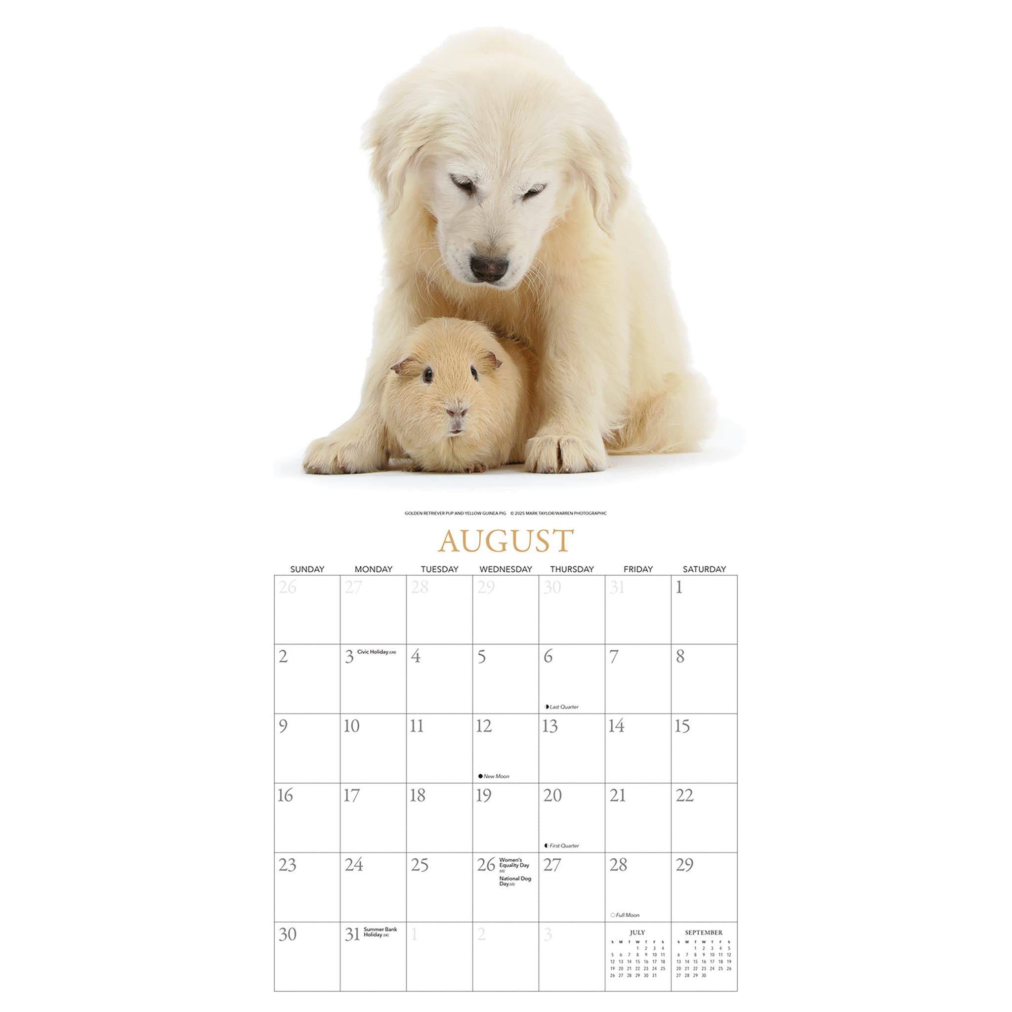 Calendrier mural Chiots et Amis 2026